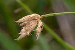 River bulrush